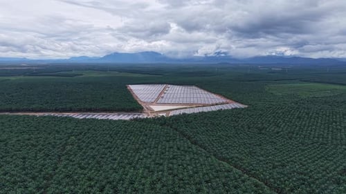 Aerial Solar Panel Field Adjacent to Oil Palm Plantation