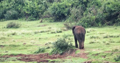 Back View Of African Bush Elephant Roaming On Grassland Of Aberdare National Park In Kenya. wide