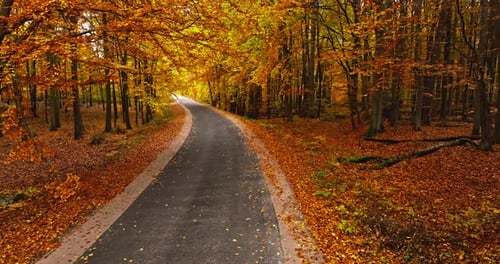 Asphalt road in middle of the colorful autumn forest.