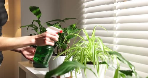 Woman Misting Indoor Potted Plants on Shelf