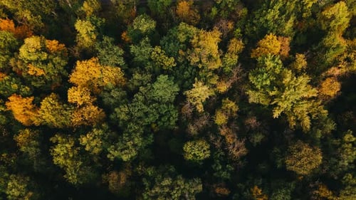 A Stunning Aerial View Showcasing a Colorful and Vibrant Autumn Forest Landscape
