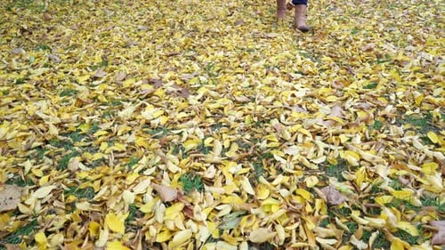 Legs Walking In Autumn Park