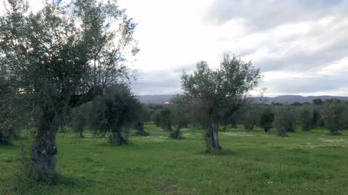 An olive grove with green grass and the sky full of gray clouds, spring