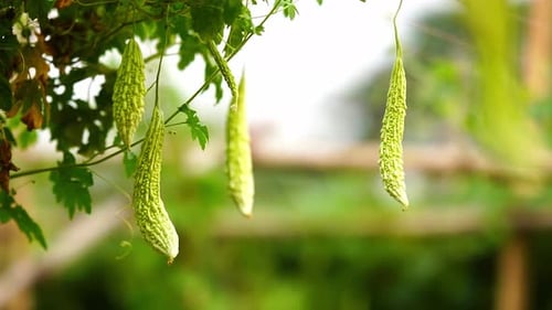 Newly grown fresh bitter gourds are hanging on the tree