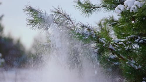 Green Conifer Needles Covered Fresh White Snow Close Up. Evergreen Spruce Tree