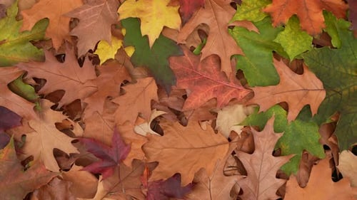 Colorful Assortment of Fallen Autumn Leaves Close Up