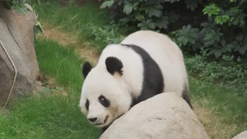 Panda Walking Through Green Grassy Enclosure