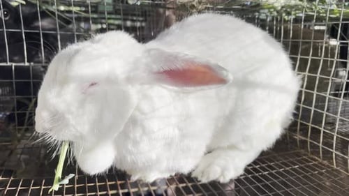 Close-up of white rabbit eating in cage. Handheld shot
