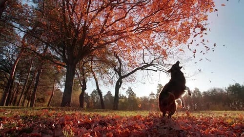 Portrait of Smart and Cute Border Collie Training in the Park
