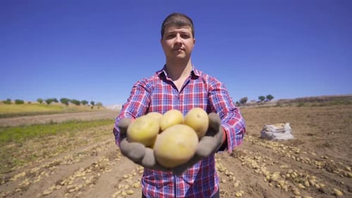 Man Holding Harvested Potatoes in Sunny Field
