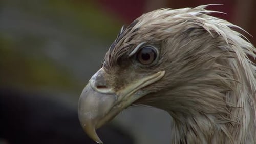 Extreme closeup of the head of a very young bald eagle.