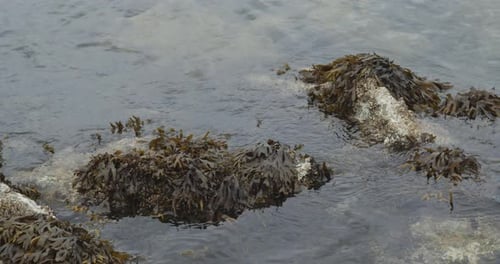 Seetang bewegt sich mit dem Wasser.