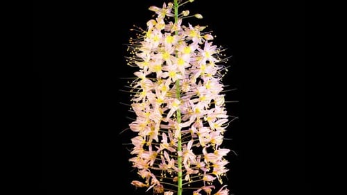 Blooming Pink Eremurus Flower