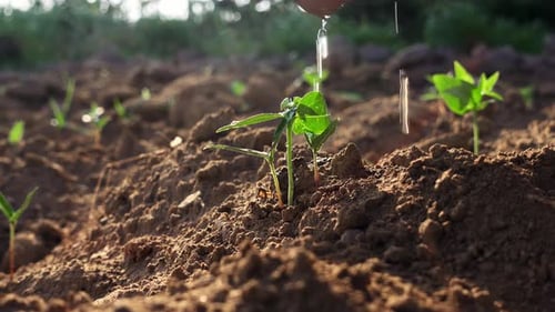 Bean plant seeds in soil. Agriculture concept