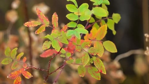 Herbstliche Blätter einer kleinen Pflanze im Bokeh-Hintergrund. Selektive Fokusaufnahme