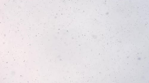 Schnee