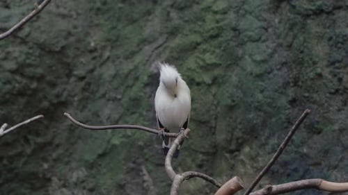 Beautiful White Bird Preening on a Branch