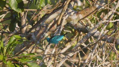 Blue-and-black Tanager perched above the jungle, hunting insects under Peru’s bright rainforest sky.