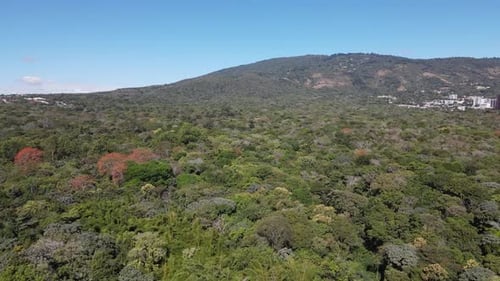 Aerial view of a dense forest area with a mountain in the background on a day with blue sky