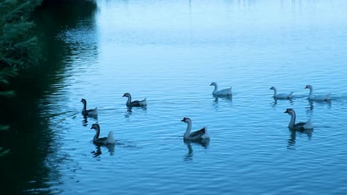Ducks swimming in a lake
