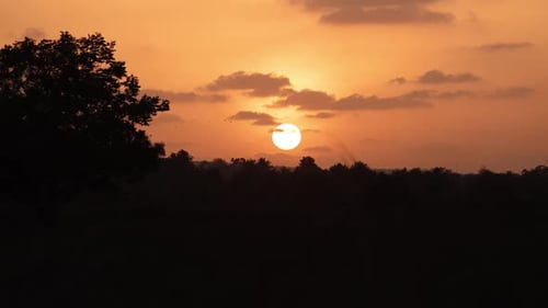 Golden Sunset with Trees Silhouette