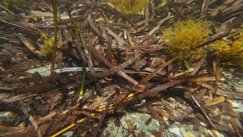 Underwater Seabed with Seagrass and Sunlight