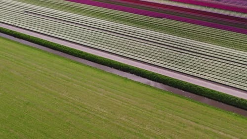Aerial view of colorful tulip fields and village houses, Netherlands.