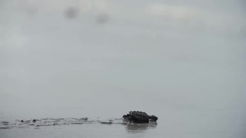 Seitenprofilansicht einer Babyschildkröte, die am nassen Sandstrand in Richtung Meer läuft