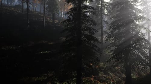 Calm Moody Forest in Misty Fog in the Morning