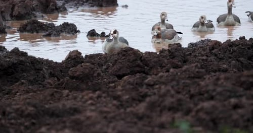 Egyptian Geese On The Waterhloles In Aberdare National Park, Kenya, East Africa. Close Up Shot
