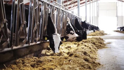 Cows eating hay in indoor barn setting