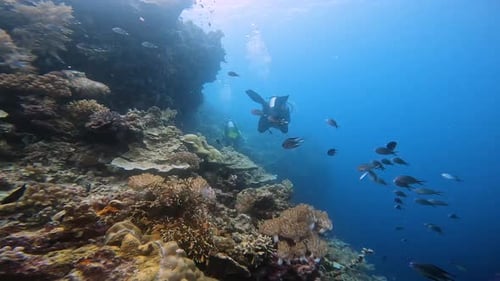 Colorful School of Fish Swimming Around the Coral Reef in the Philippines