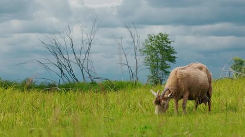 Horned Goat Eats Grass in an Open Green Field with Dramatic Sky and Dry Tree Silhouettes in the