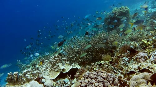Vibrant Coral Reef Ecosystem with Schools of Fish
