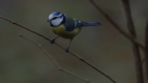 A Eurasian Blue Tit Bird Standing On A Branch Of A Tree Preening Itself Then Flew Away - Close Up Sh