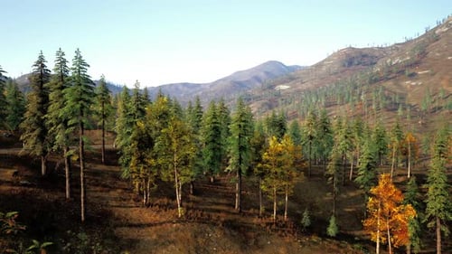 Exuberantes árvores perenes e decíduas em uma paisagem montanhosa tranquila ao amanhecer