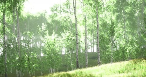 Lush Green Forest with Sunlight Filtering Through Trees During Early Morning