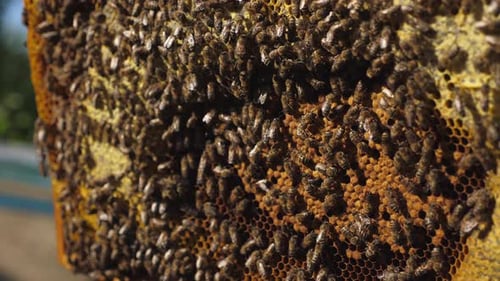 Frame with Bees in Bare Hands of Beekeeper Beekeeping Concept Closeup