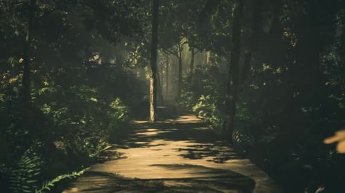 Sunlight Filters Through Trees Along a Serene Path in a Lush Forest