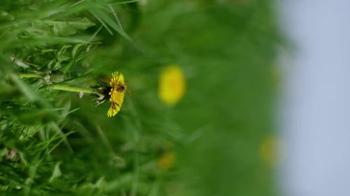 Bee on a Dandelion Flower in Green Field