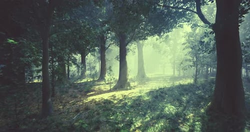 Sunlight Filters Through Trees Creating a Serene Atmosphere in a Forest