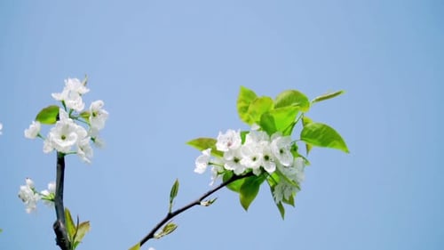Fliegende Honigbiene sammelt Nektar und Pollen von einem Obstbaumzweig voller weißer blühender Blüten und Haare