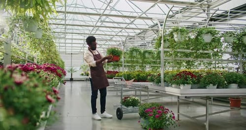 Man Inspecting Potted Plant in Greenhouse