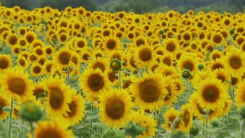Sunflowers in the Field Swaying in the Wind Slow Motion