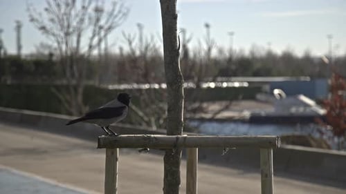 Krähe sucht Nahrung, ruht sich aus, slowmo 4k uhd