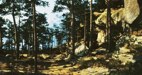 Quiet Forest Path Surrounded By Tall Trees During Daytime