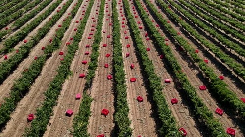 Grape Harvest