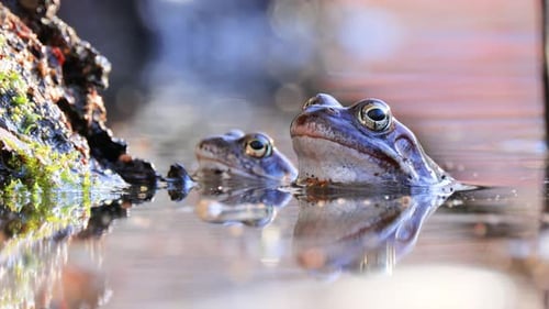 Brown frog (Rana temporaria) close-up in a pond.