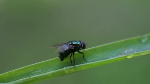 A Fly on the leaf of plant. Macro shot. Insect stock footage. Morning dew.