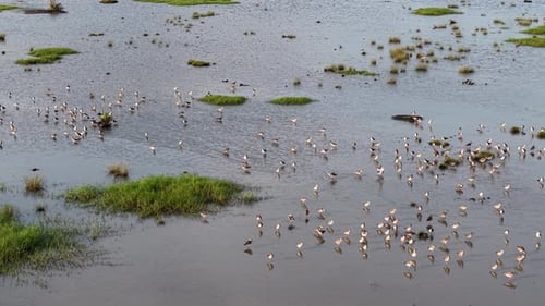 Aerial view of sandpipers wading in tidal marsh